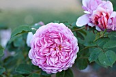 ROSA PRINCESS ALEXANDRA OF KENT