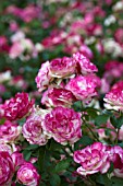 ROSA CHERRY PARFAIT, GRANDIFLORA ROSE