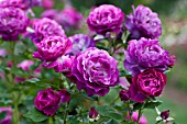 ROSA WILD BLUE YONDER, GRANDIFLORA ROSE