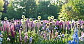 LUPINUS POLYPHYLLUS, ALLIUM AND IRIS IN COTTAGE GARDEN