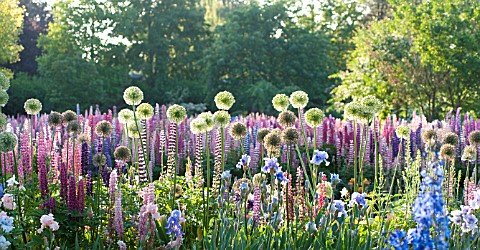 LUPINUS_POLYPHYLLUS_ALLIUM_AND_IRIS_IN_COTTAGE_GARDEN