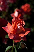 ROSA CARY GRANT, HYBRID TEA ROSE