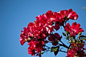 ROSA DORTMUND, CLIMBING ROSE