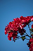 ROSA DORTMUND, CLIMBING ROSE