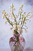 CONVALLARIA MAJALIS, LILY OF THE VALLEY, IN VASE
