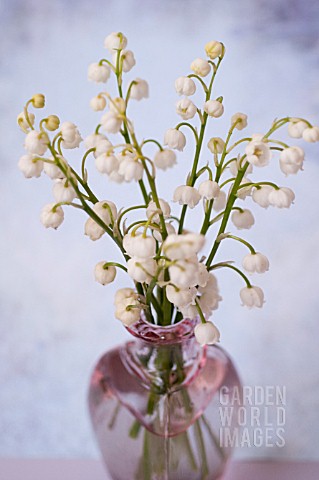 CONVALLARIA_MAJALIS_LILY_OF_THE_VALLEY_IN_VASE