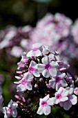 PHLOX PANICULATA LAURA