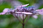 HYDRANGEA MACROPHYLLA