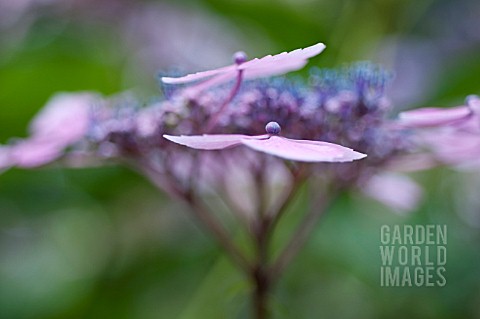 HYDRANGEA_MACROPHYLLA