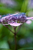 HYDRANGEA MACROPHYLLA