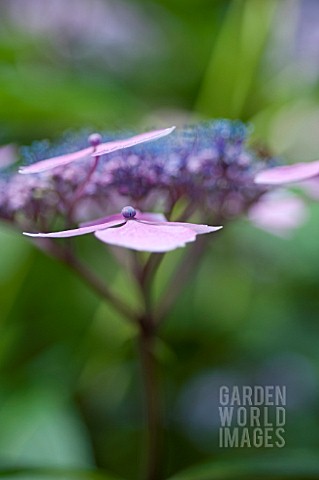 HYDRANGEA_MACROPHYLLA