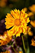 COREOPSIS JETHRO TULL