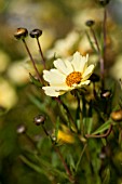 COREOPSIS FULL MOON