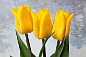 TULIPA YELLOW CROWN