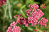 ACHILLEA APRICOT DELIGHT