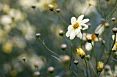 COREOPSIS MOONBEAM