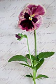 PURPLE AND PINK PANSY FLOWER ON HANDWRITTEN PAGE