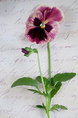 PURPLE_AND_PINK_PANSY_FLOWER_ON_HANDWRITTEN_PAGE