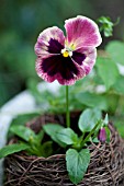 PURPLE AND PINK PANSY GROWING IN NEST SHAPED PLANTER