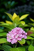 HYDRANGEA MACROPHYLLA YELLOWLEAF