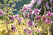 AQUILEGIA VULGARIS, COLUMBINE