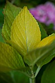 HYDRANGEA MACROPHYLLA YELLOWLEAF