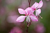 GAURA LINDHEIMERI PINK FOUNTAIN