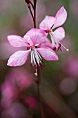 GAURA LINDHEIMERI PINK FOUNTAIN