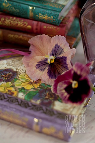 PANSY_FLOWERS_IN_STILL_LIFE_ARRANGEMENT_WITH_BOOKS_AND_VASES