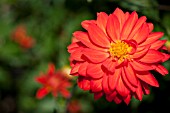 DAHLIA SEA RED PARASOL