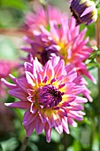 DAHLIA PINK FLAIR