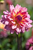 DAHLIA COOKIE