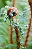 POLYSTICHUM SETIFERUM, SOFT SHIELD FERN, UNFURLING FROND IN SPRING