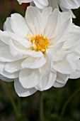 DAHLIA MISS MCGEE