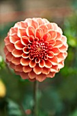 DAHLIA ROSE TOSCANO