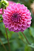 DAHLIA BARBARRY BANKER, FORMAL DECORATIVE