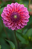 DAHLIA BARBARRY BANKER