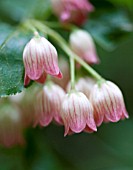 ENKIANTHUS CAMPANULATUS