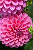 DAHLIA BARBARRY BANKER