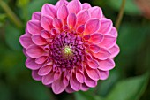 DAHLIA BARBARRY BANKER