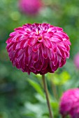 DAHLIA PURPLE ROYALTY