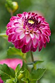 DAHLIA PURPLE ROYALTY