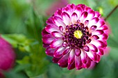 DAHLIA PURPLE ROYALTY