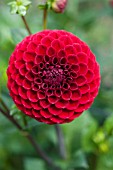 DAHLIA BITSA