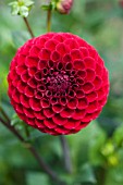 DAHLIA BITSA