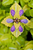 LAMIUM MACULATUM AUREUM IN SPRING