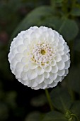 DAHLIA DOROTHY R