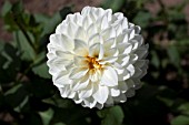 DAHLIA WHITE LINDA