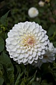 DAHLIA WHITE LINDA