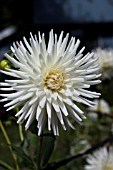 DAHLIA WHITE KERKRADE